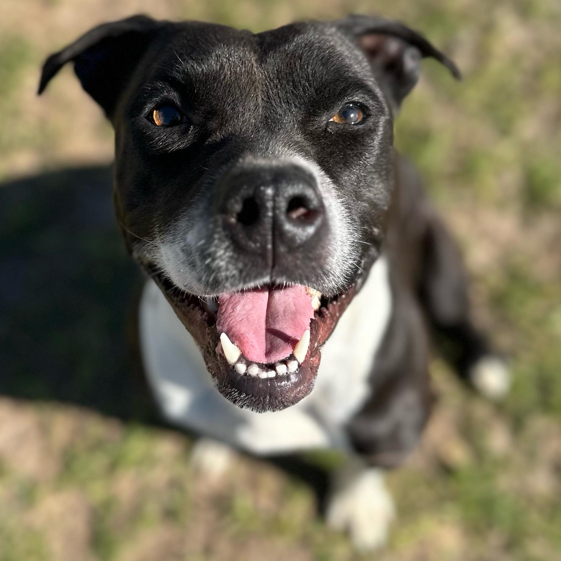 Queen, a ADOPTABLE mixed breed in Valdosta, GA image 3/6