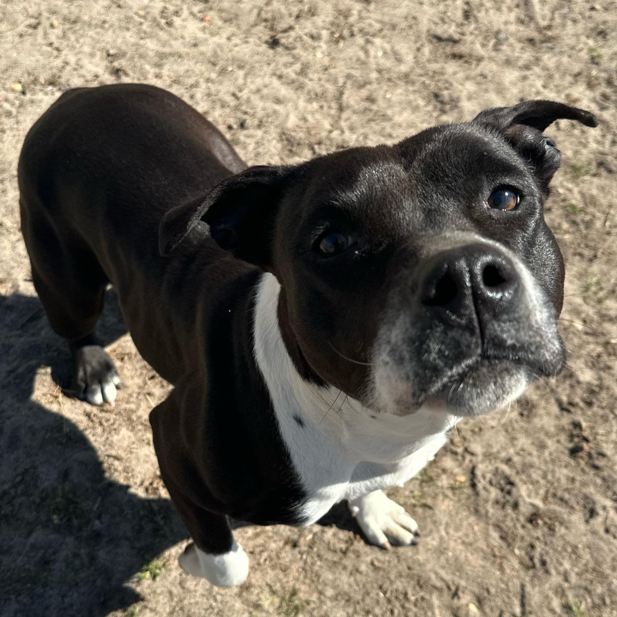 Queen, a ADOPTABLE mixed breed in Valdosta, GA image 1/3