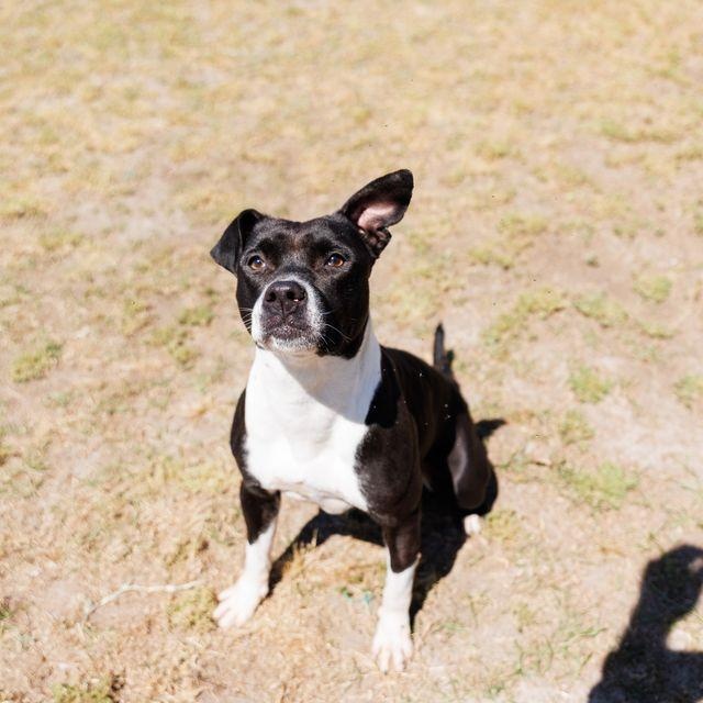 Enlarge Queen, a ADOPTABLE mixed breed in Valdosta, GA image 4/6