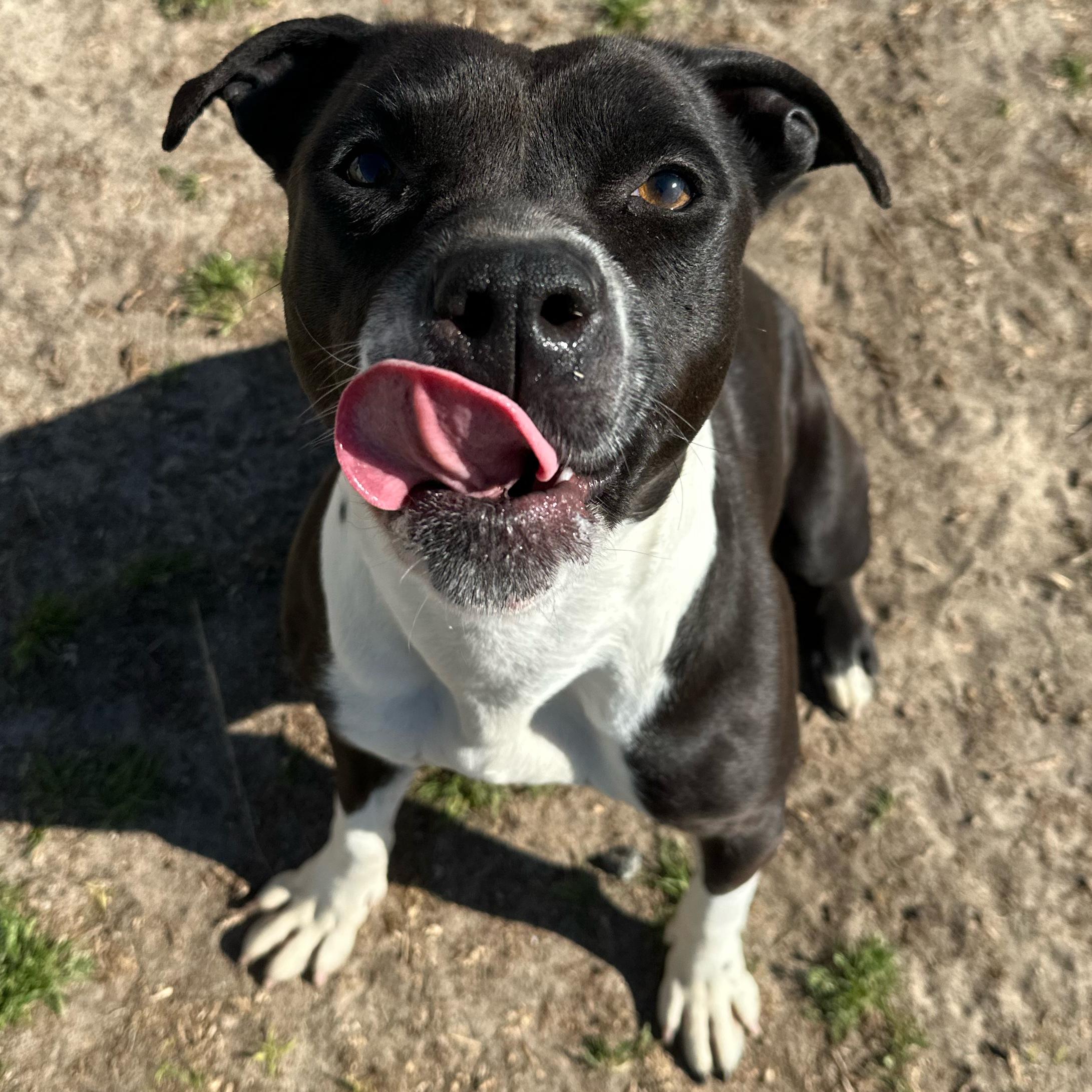 Queen, a ADOPTABLE mixed breed in Valdosta, GA image 6/6