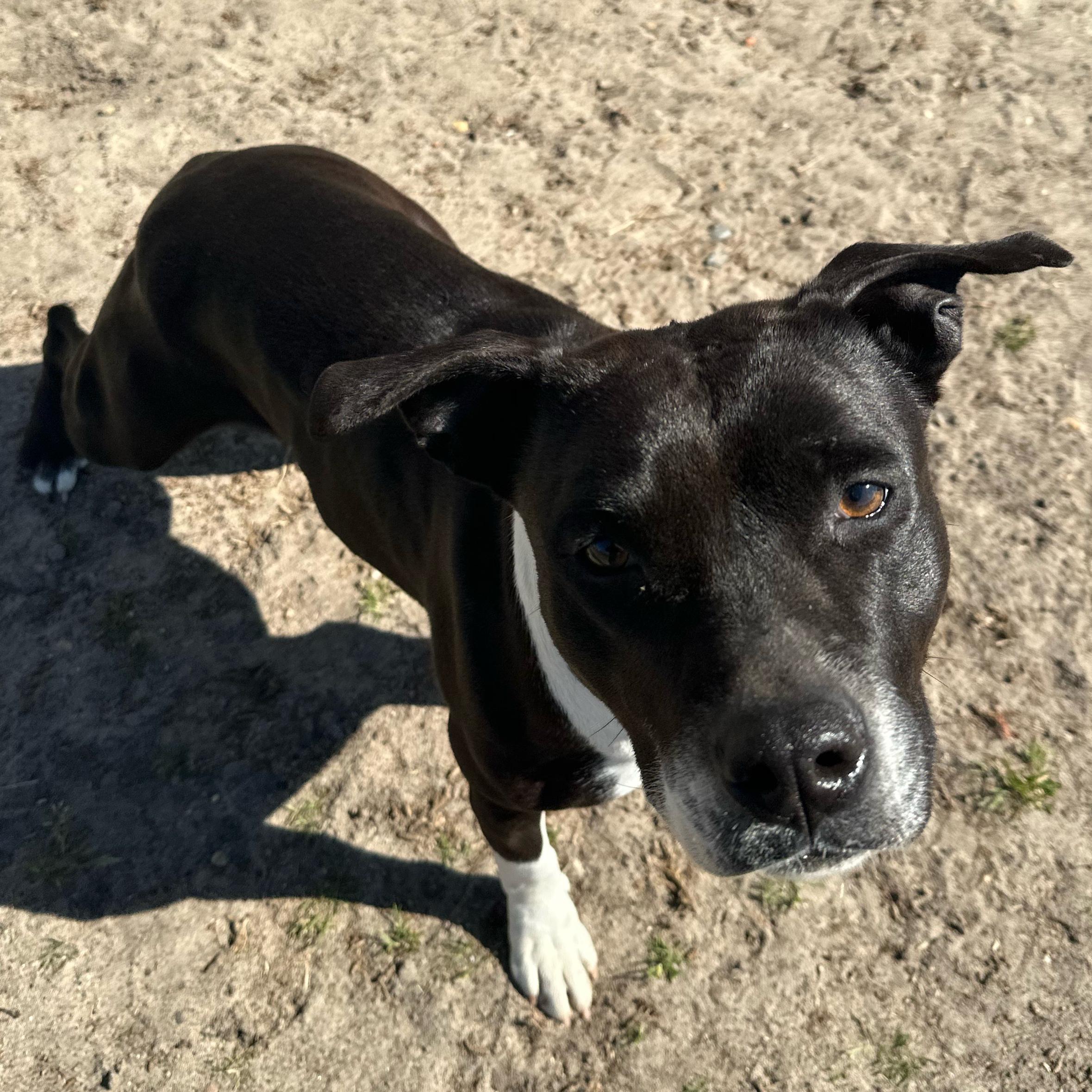Queen, a ADOPTABLE mixed breed in Valdosta, GA image 2/3