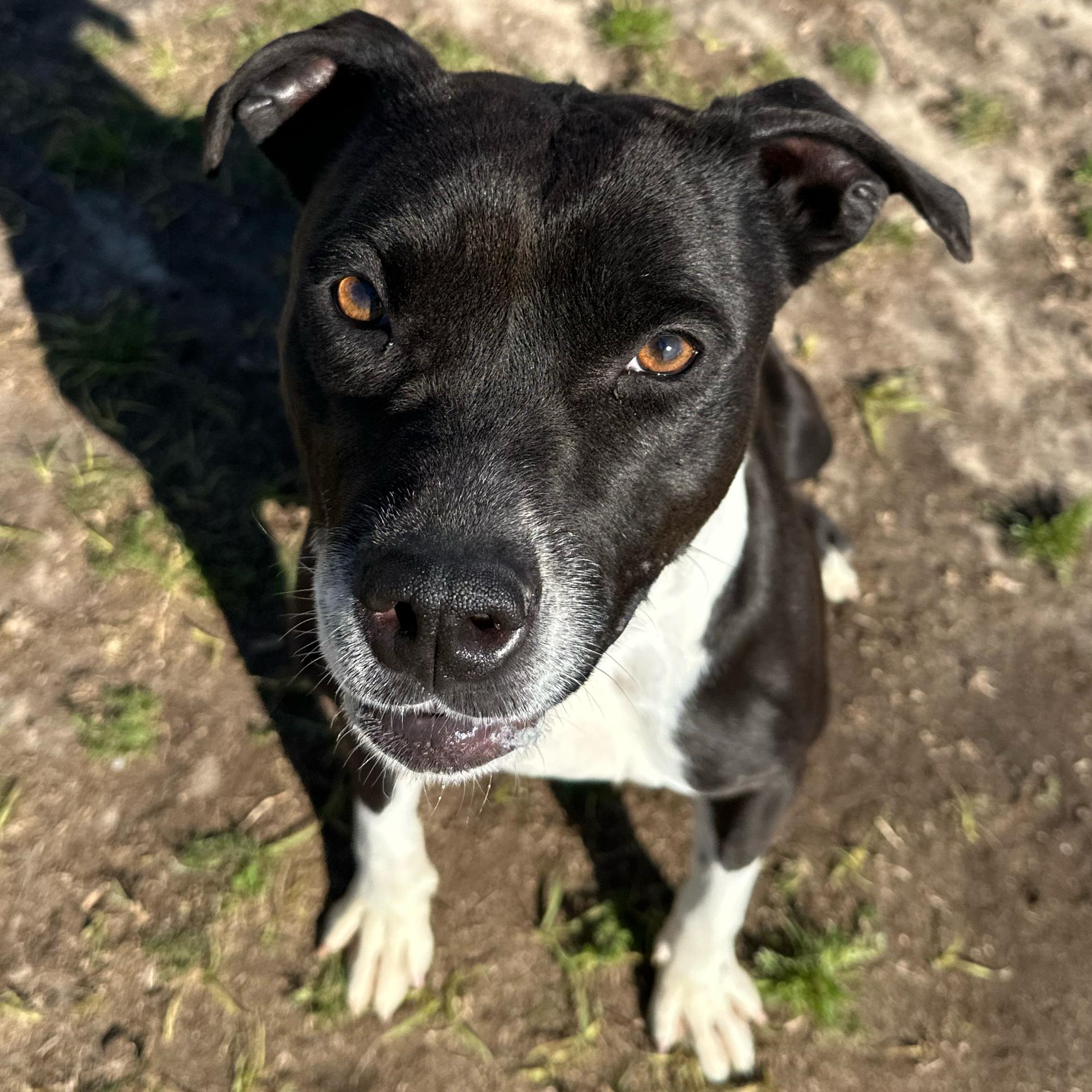 Queen, a ADOPTABLE mixed breed in Valdosta, GA image 4/6