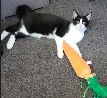 Freddie, a Adoptable Domestic Short Hair in Russellville, KY image 1/3