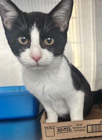 Freddie, Adoptable, Young Male Domestic Short Hair.