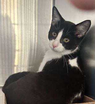 Freddie, a Adoptable Domestic Short Hair in Russellville, KY image 3/3