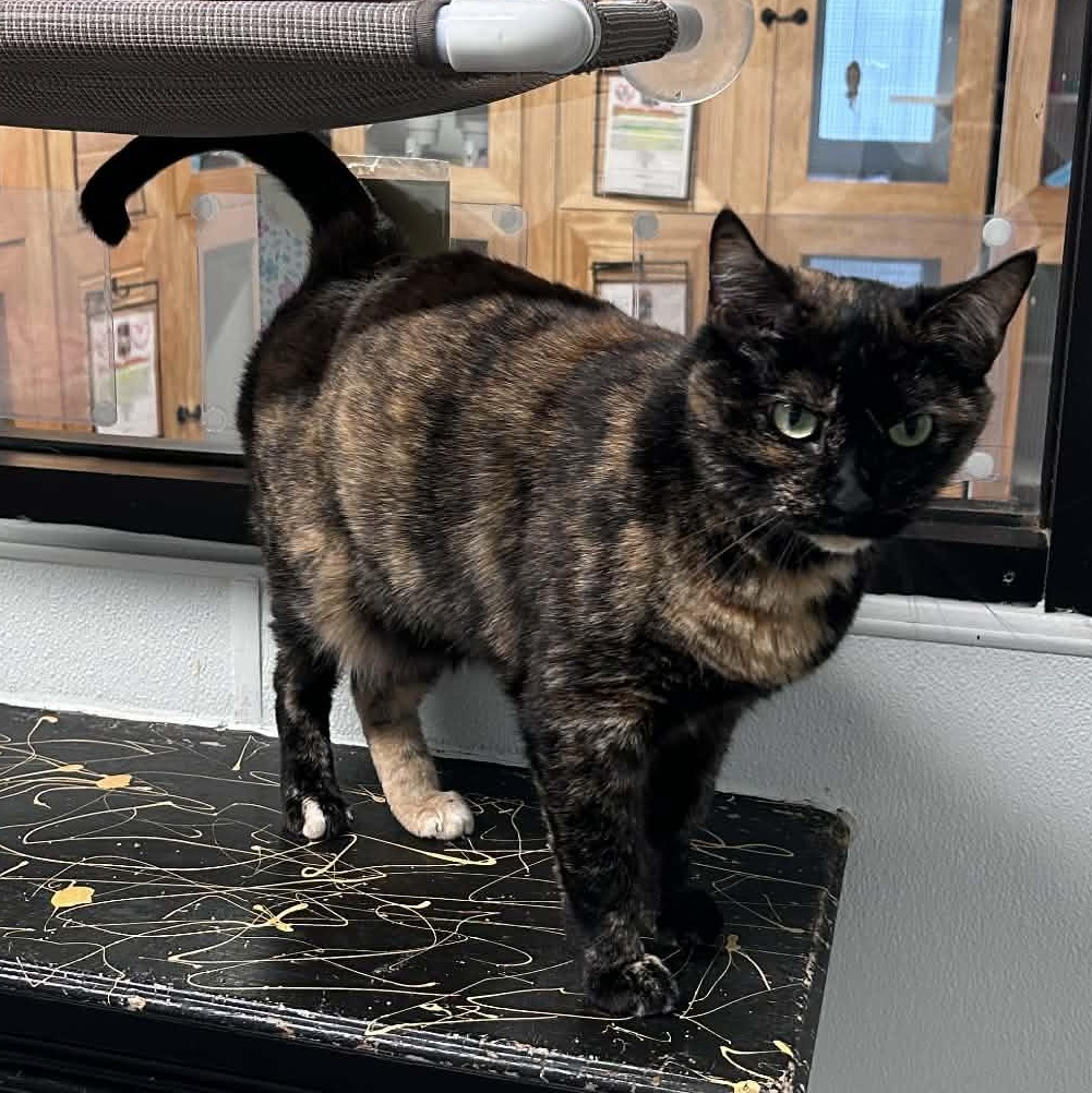 Enlarge Zoey, a ADOPTABLE mixed breed in The Colony, TX image 6/6