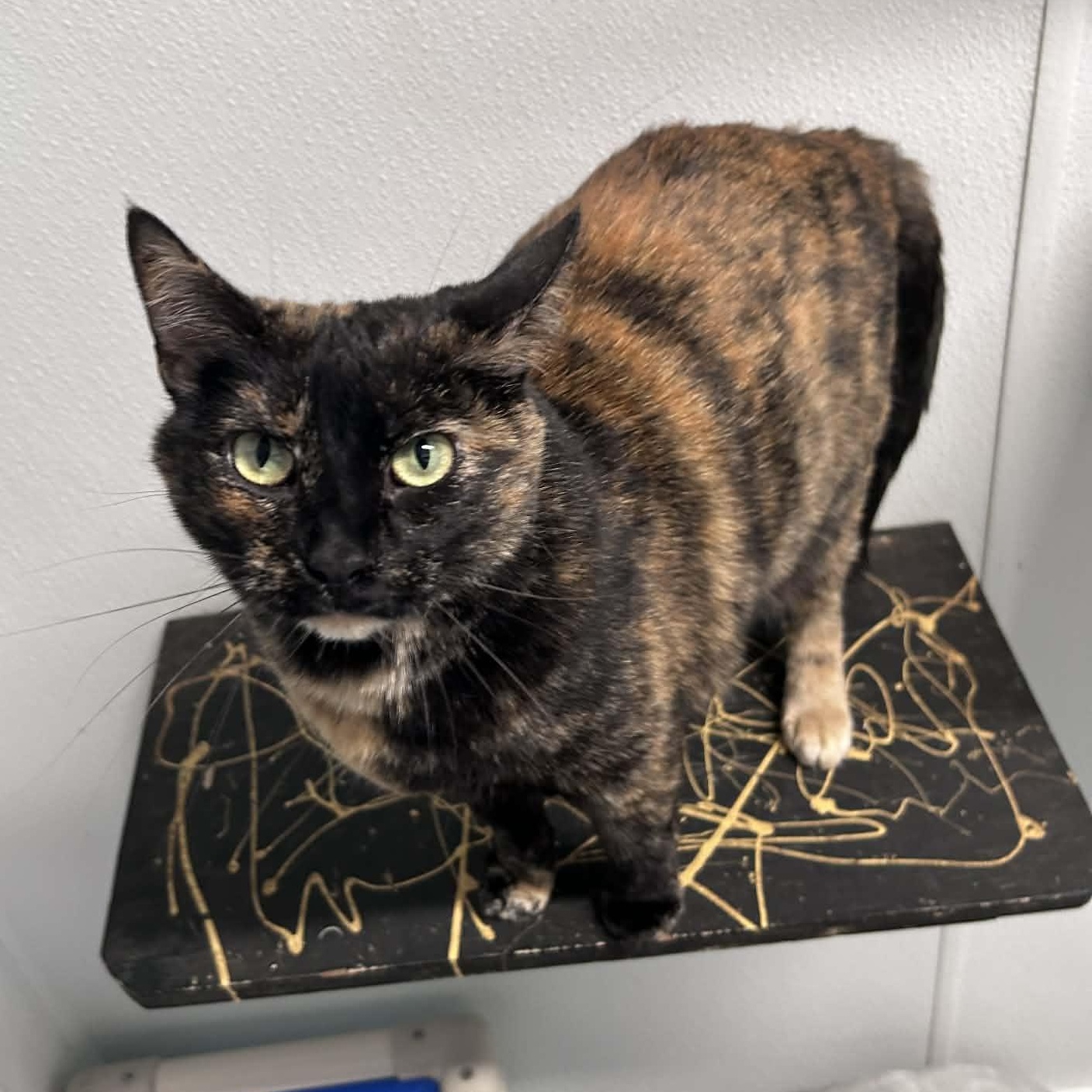 Enlarge Zoey, a ADOPTABLE mixed breed in The Colony, TX image 2/6