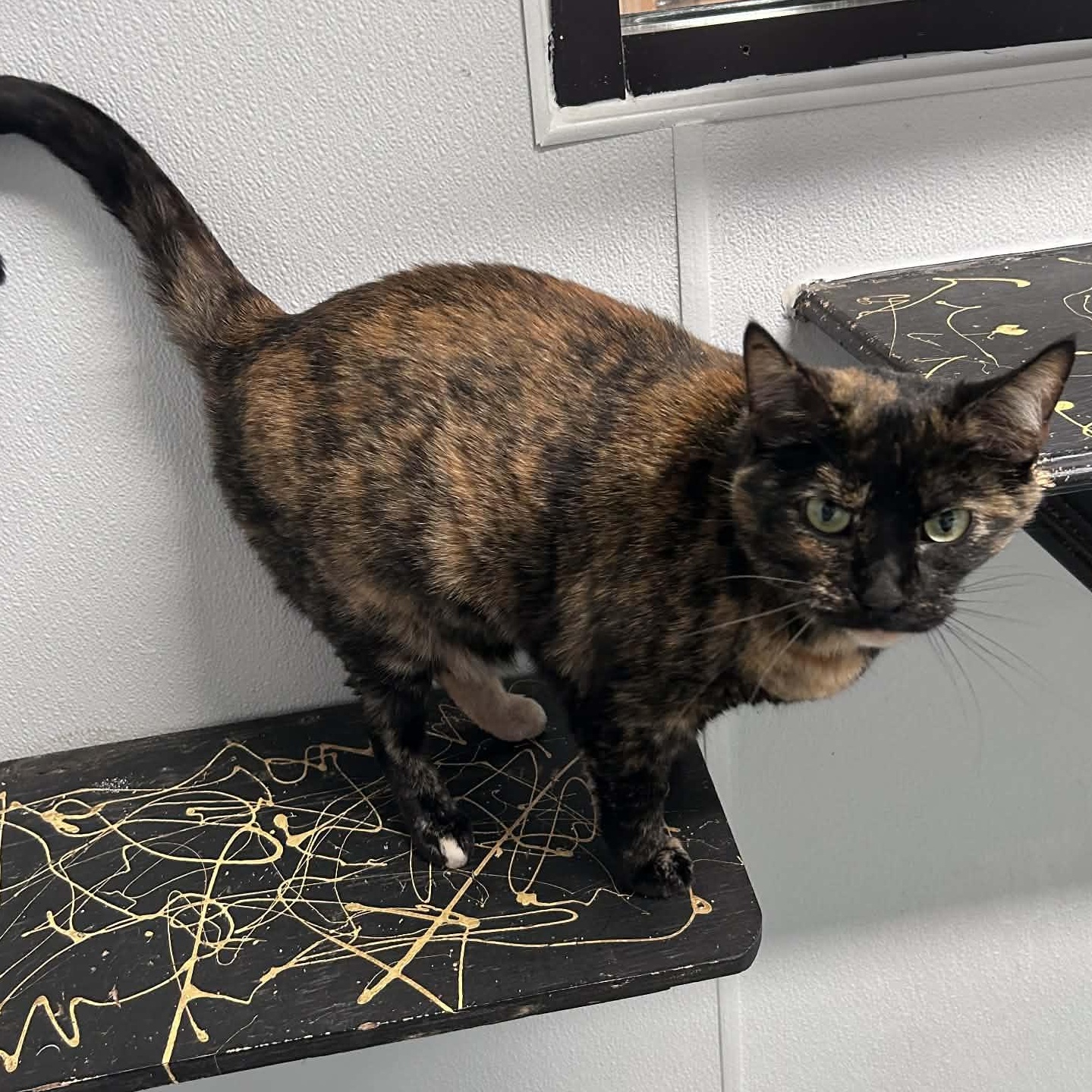 Enlarge Zoey, a ADOPTABLE mixed breed in The Colony, TX image 4/6