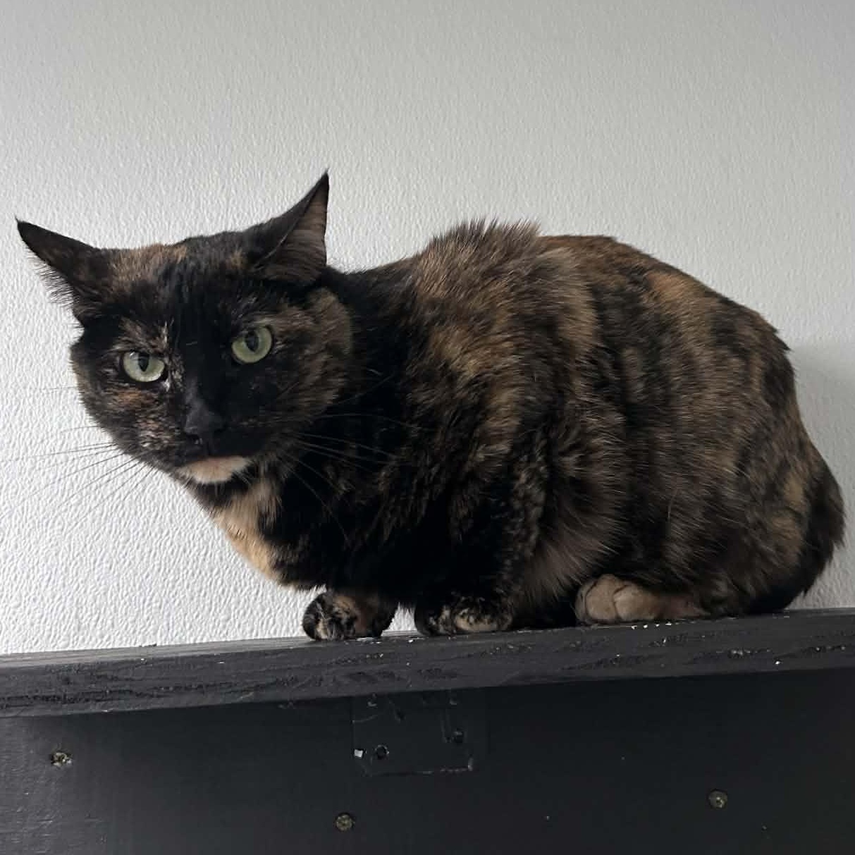 Enlarge Zoey, a ADOPTABLE mixed breed in The Colony, TX image 3/6