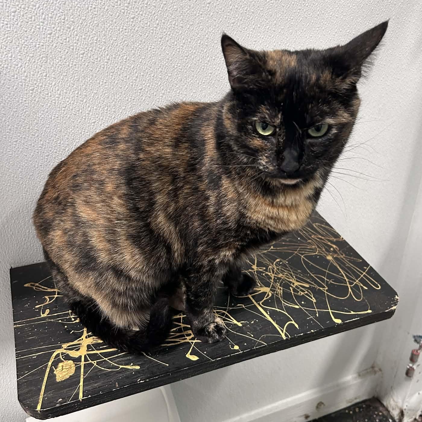 Enlarge Zoey, a ADOPTABLE mixed breed in The Colony, TX image 5/6