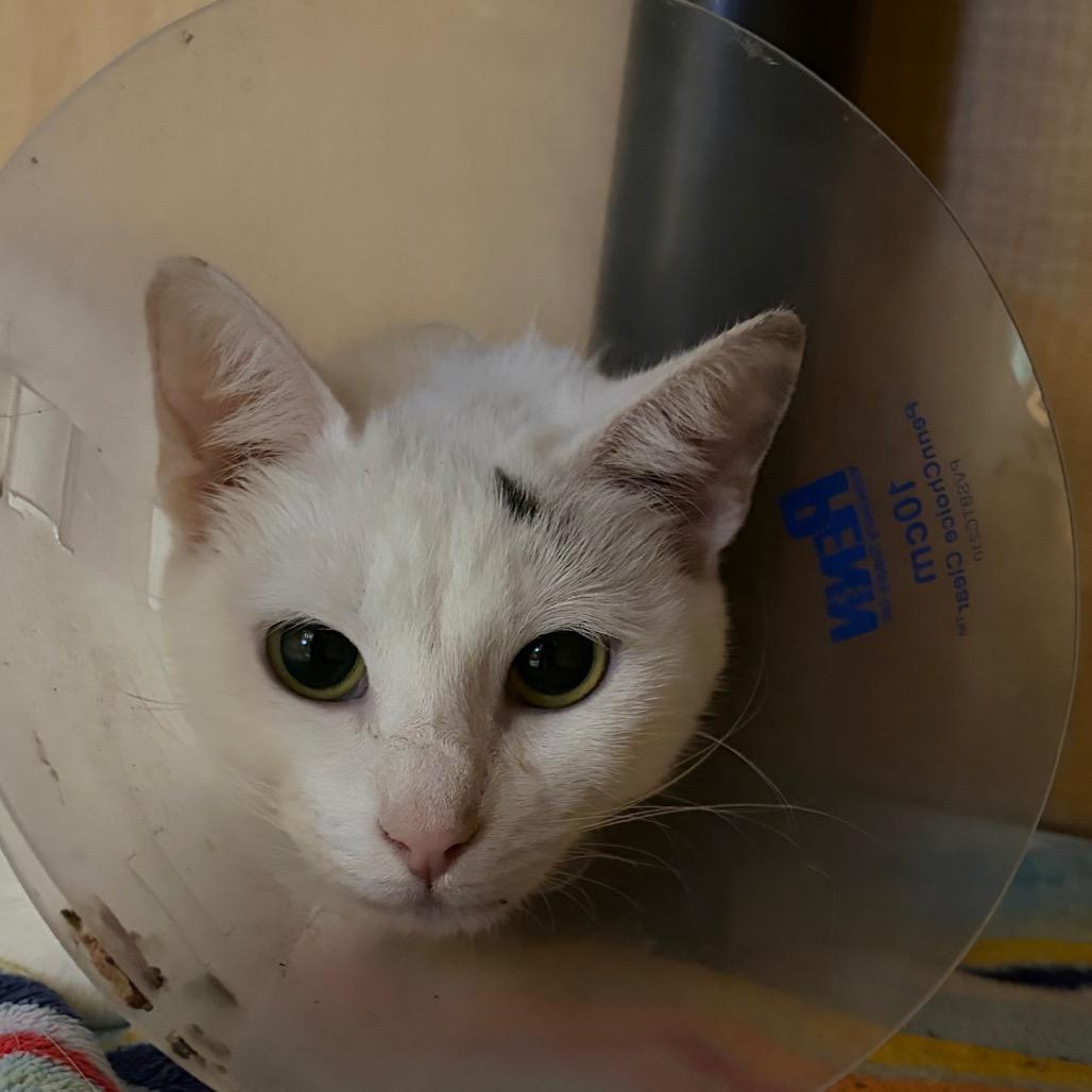 Enlarge Bows, a Adoptable Domestic Short Hair in Chesapeake, VA image 1/1