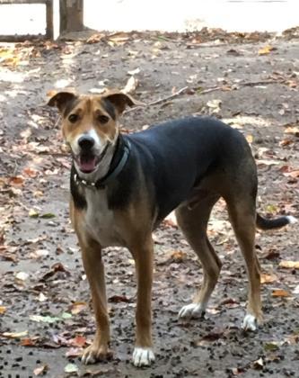 Gizmo, Adoptable, Adult Male Hound.