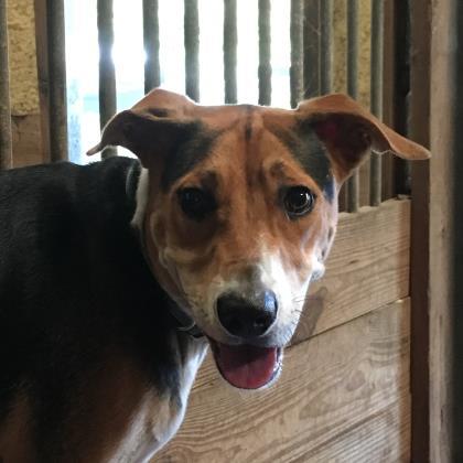 Gizmo, a Adoptable mixed breed in Hollywood, SC image 2/6