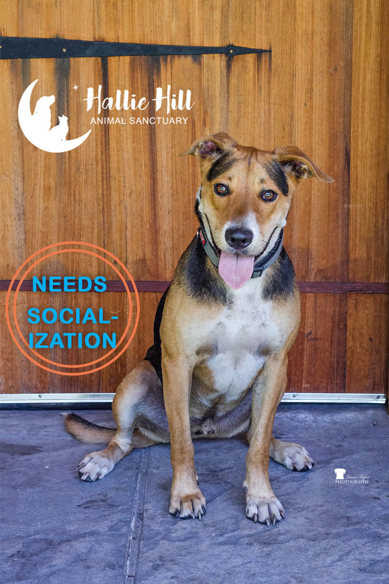 Gizmo, a Adoptable mixed breed in Hollywood, SC image 3/6