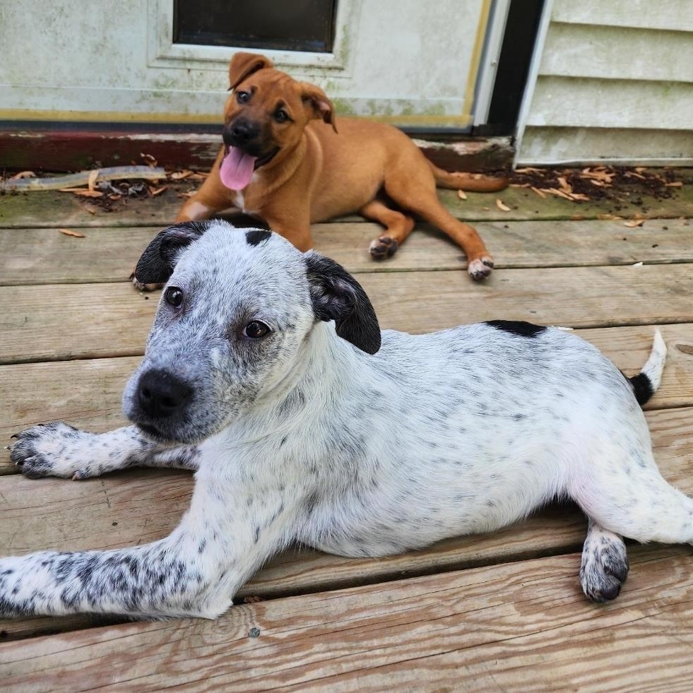 Ruby Doo, a Adoptable mixed breed in Colonial Heights, VA image 3/3