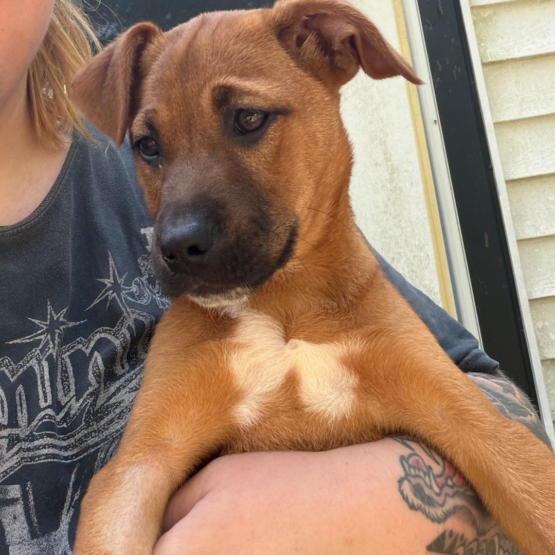 Ruby Doo, a Adoptable mixed breed in Colonial Heights, VA image 1/3