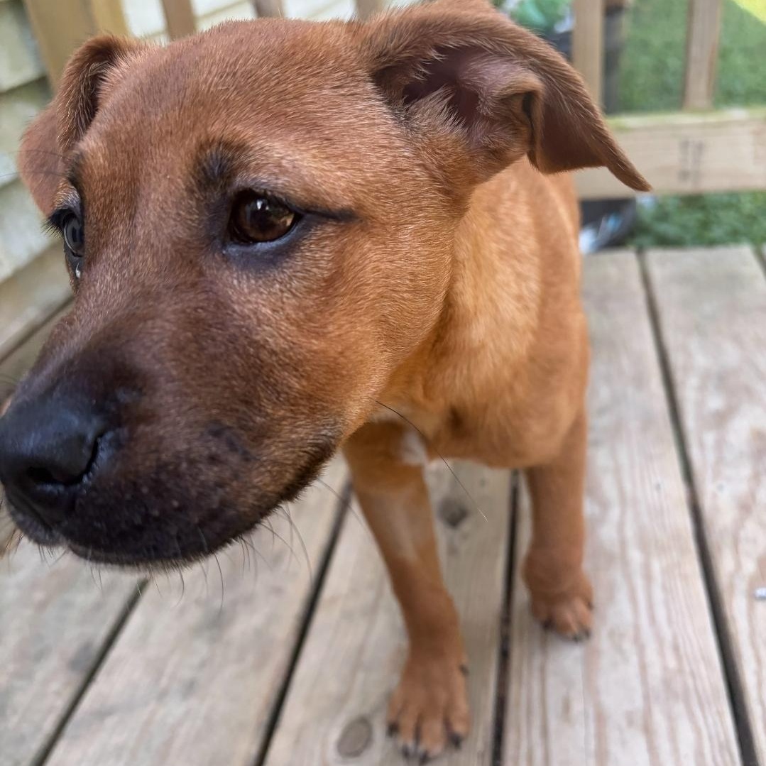 Ruby Doo, a Adoptable mixed breed in Colonial Heights, VA image 2/3