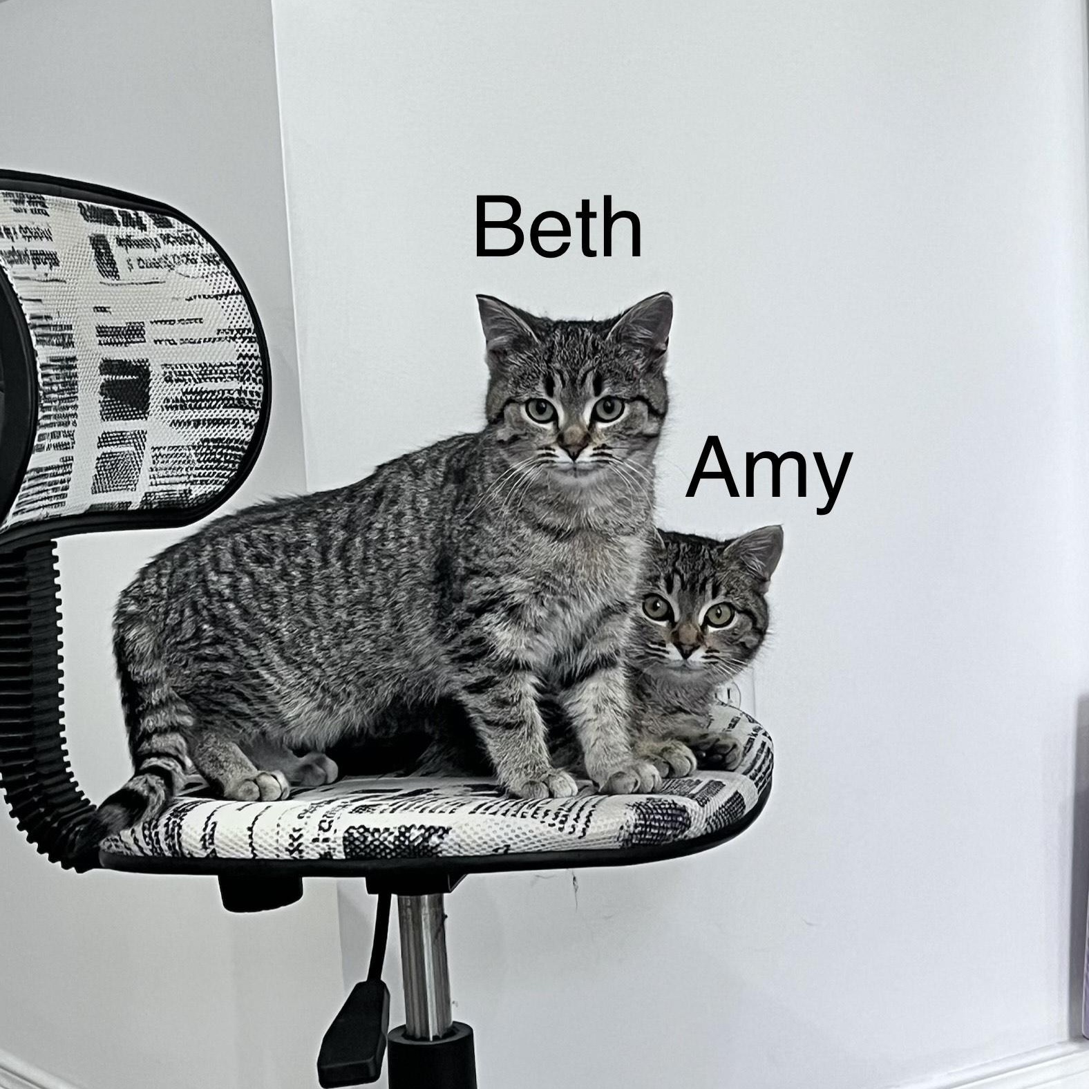 Enlarge Beth, a ADOPTABLE Domestic Short Hair in Pickering, ON image 3/4