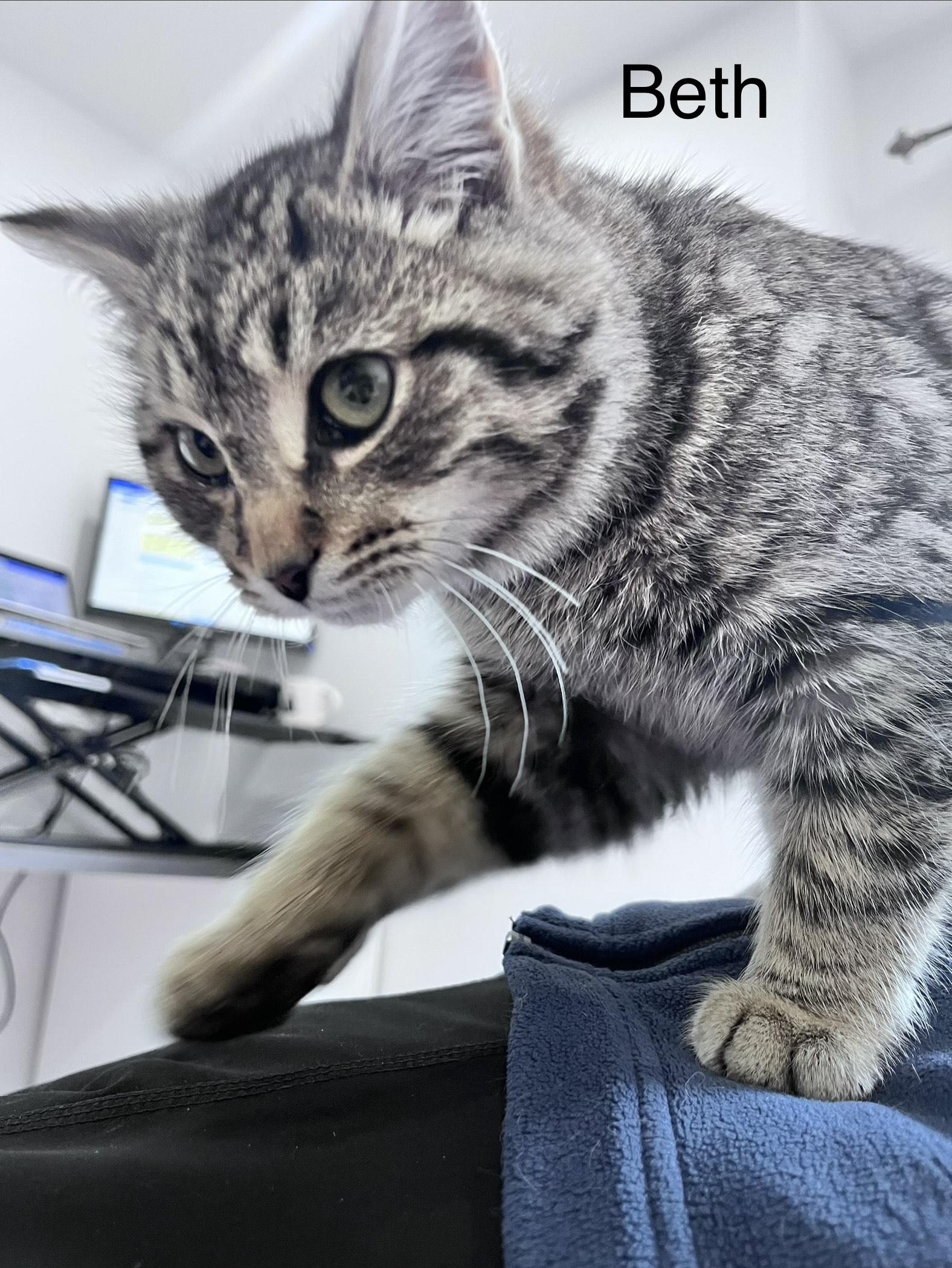 Enlarge Beth, a ADOPTABLE Domestic Short Hair in Pickering, ON image 2/4