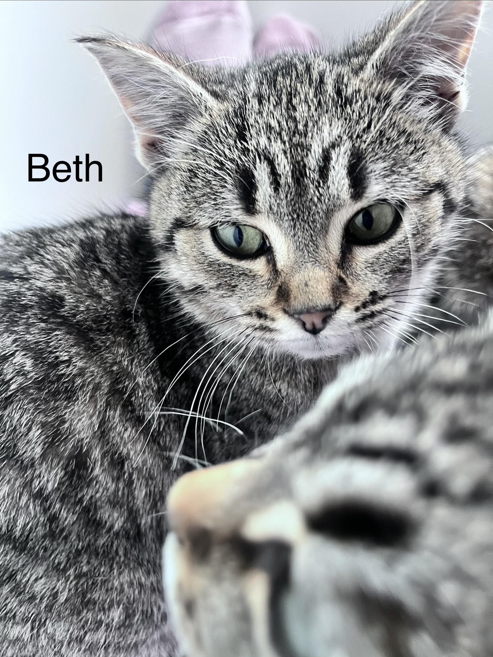 Enlarge Beth, a ADOPTABLE Domestic Short Hair in Pickering, ON image 4/4