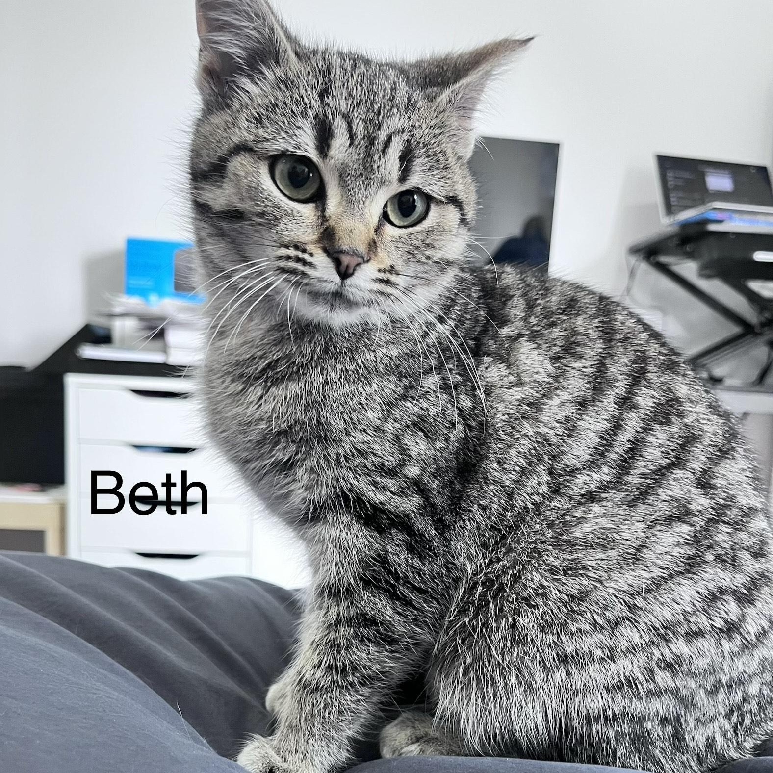 Beth, ADOPTABLE, Kitten Female Domestic Short Hair.