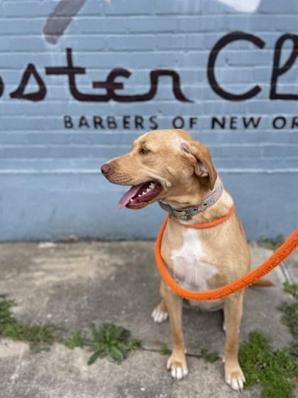 Enlarge Duchess, a Adoptable mixed breed in New Orleans, LA image 1/4