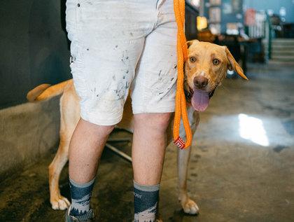 Duchess, Adoptable, Young Female Labrador Retriever & Mixed Breed.