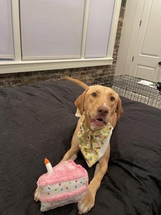 Enlarge Duchess, a Adoptable mixed breed in New Orleans, LA image 4/4