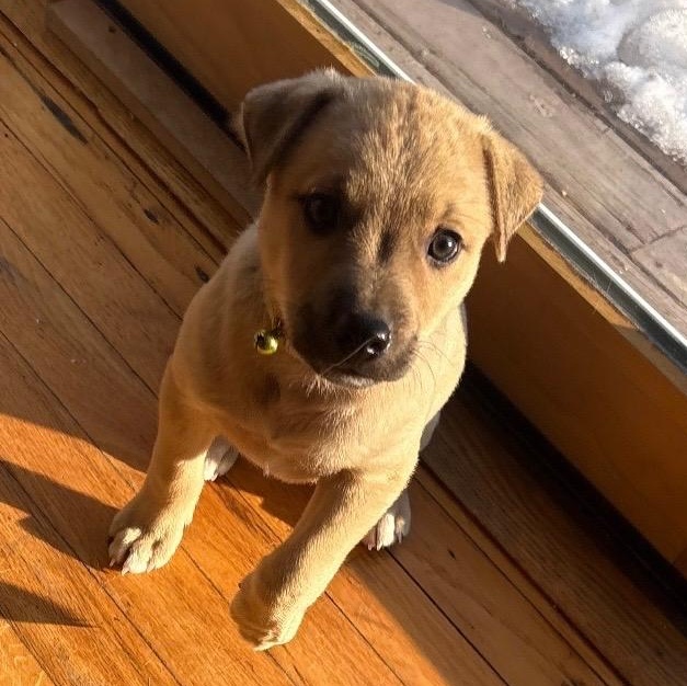 Cupid - A Puerto Rican Prince, Adoptable, Puppy Female Yellow Labrador Retriever.