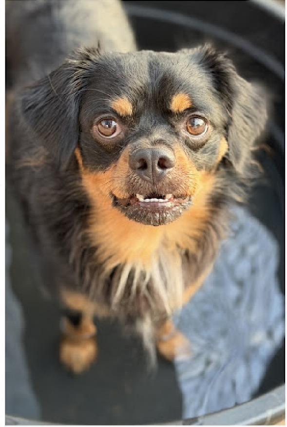 Enlarge Paolo, a Adoptable mixed breed in South Saint Paul, MN image 3/4