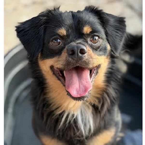 Enlarge Paolo, a Adoptable mixed breed in South Saint Paul, MN image 2/4