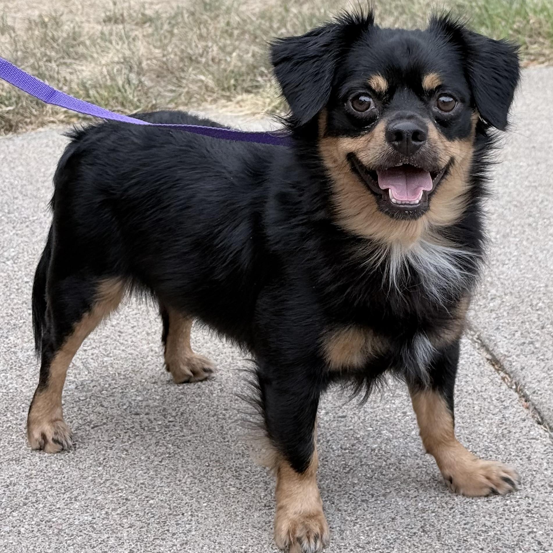 Paolo, Adoptable, Young Male Pug & Chihuahua.