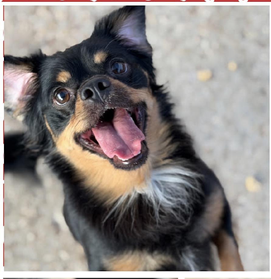 Enlarge Paolo, a Adoptable mixed breed in South Saint Paul, MN image 4/4
