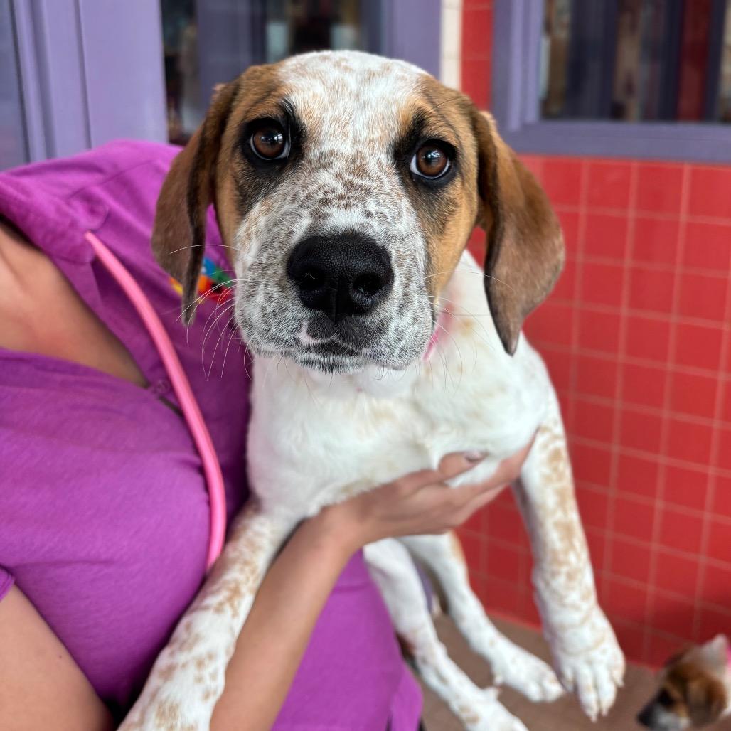 Enlarge Gilly, a Adoptable mixed breed in Albuquerque, NM image 1/3