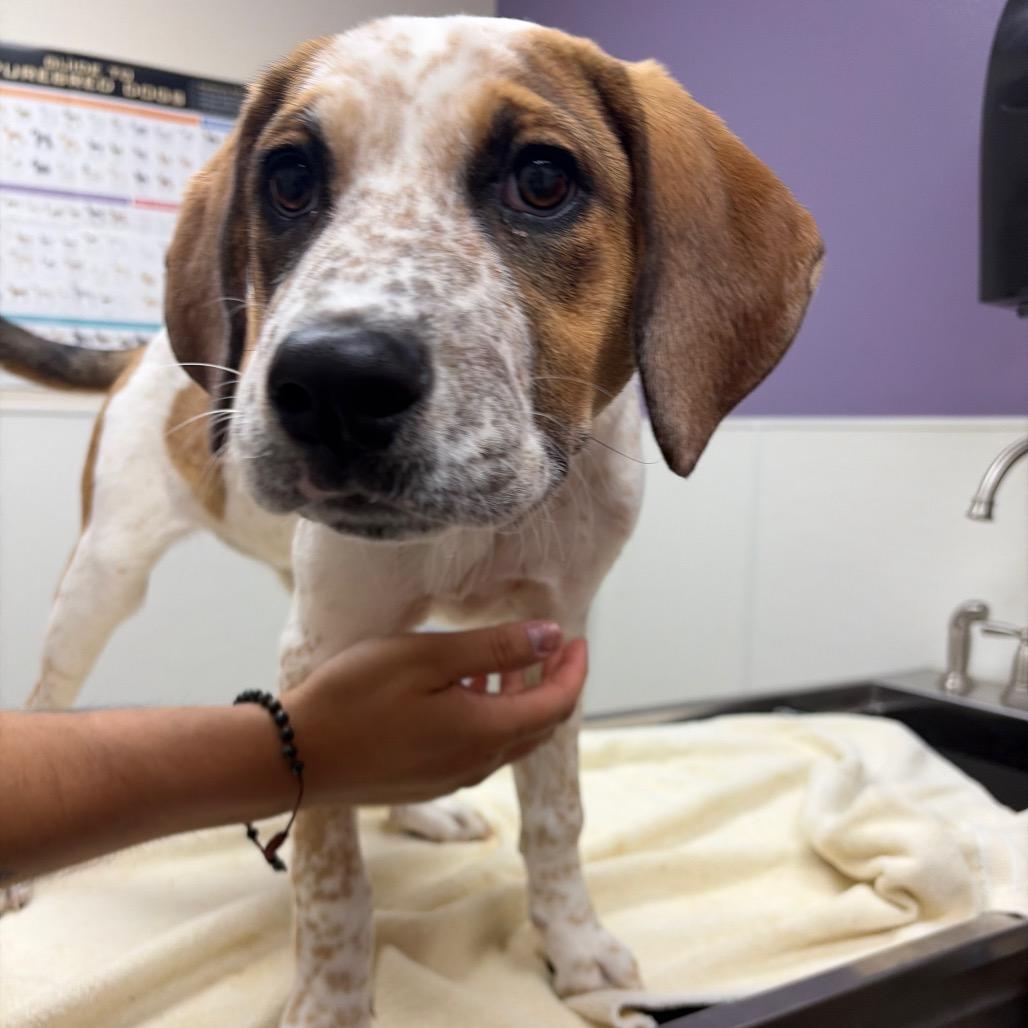 Enlarge Gilly, a Adoptable mixed breed in Albuquerque, NM image 2/3