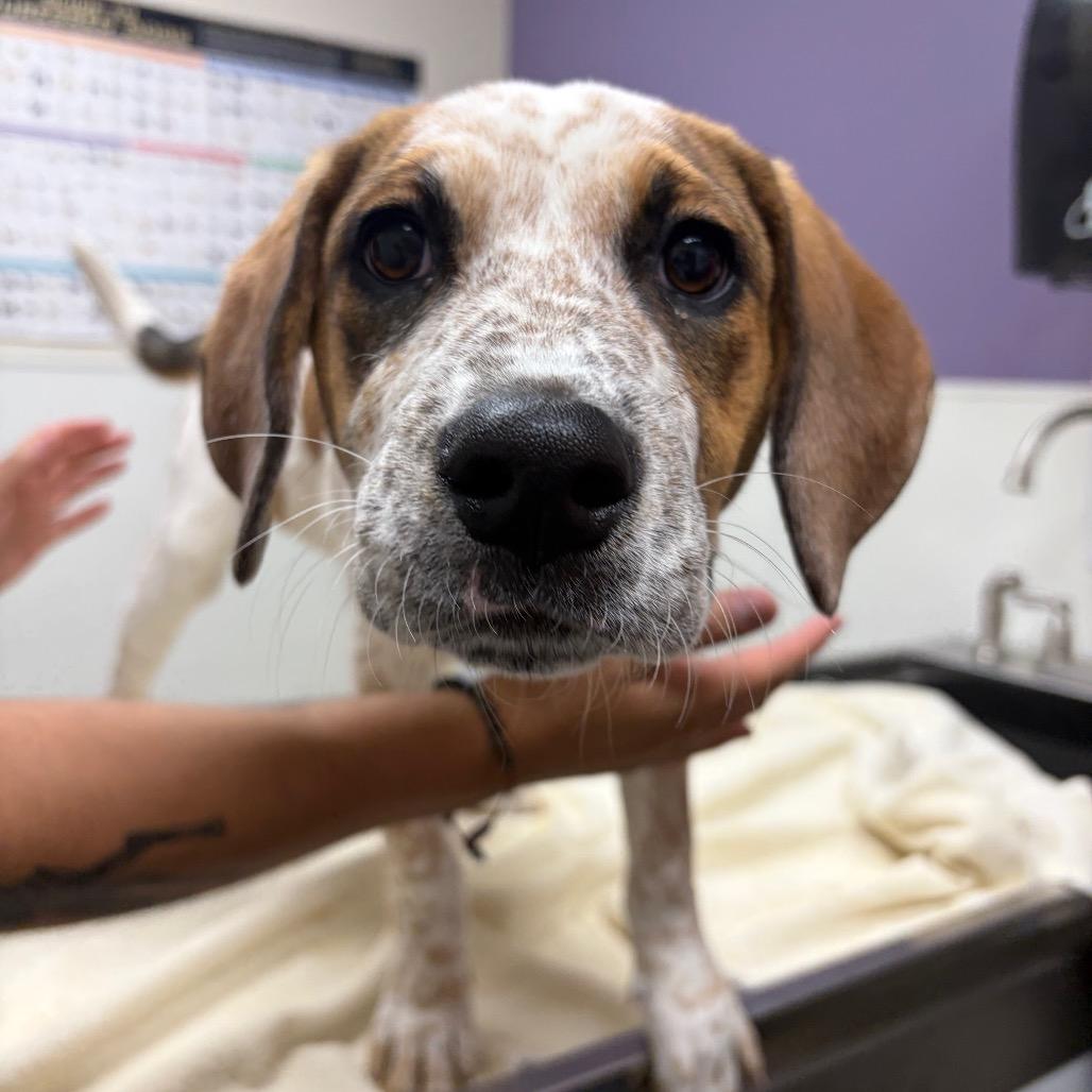 Enlarge Gilly, a Adoptable mixed breed in Albuquerque, NM image 3/3