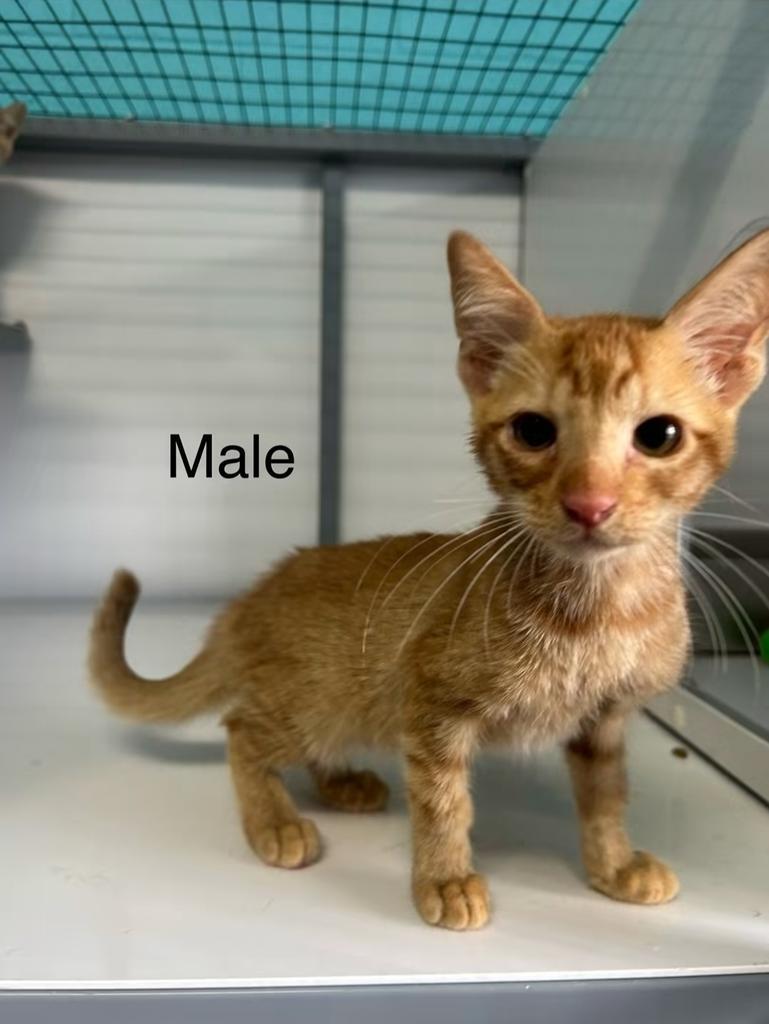 Enlarge Travis, a Adoptable Domestic Short Hair in Holbrook, AZ image 1/1