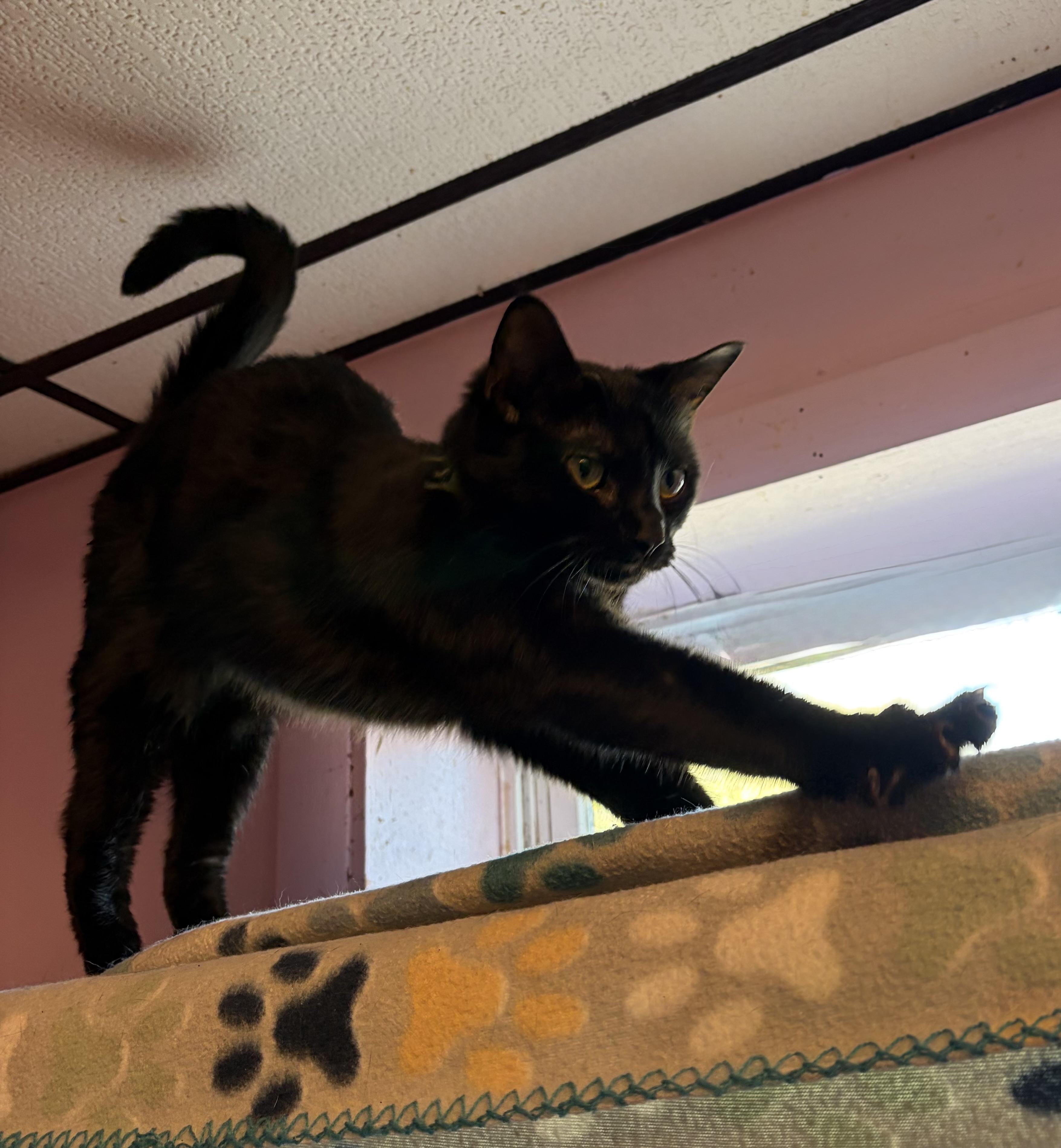 Enlarge Paddy, a Adoptable Domestic Short Hair in Cortland, NY image 2/3