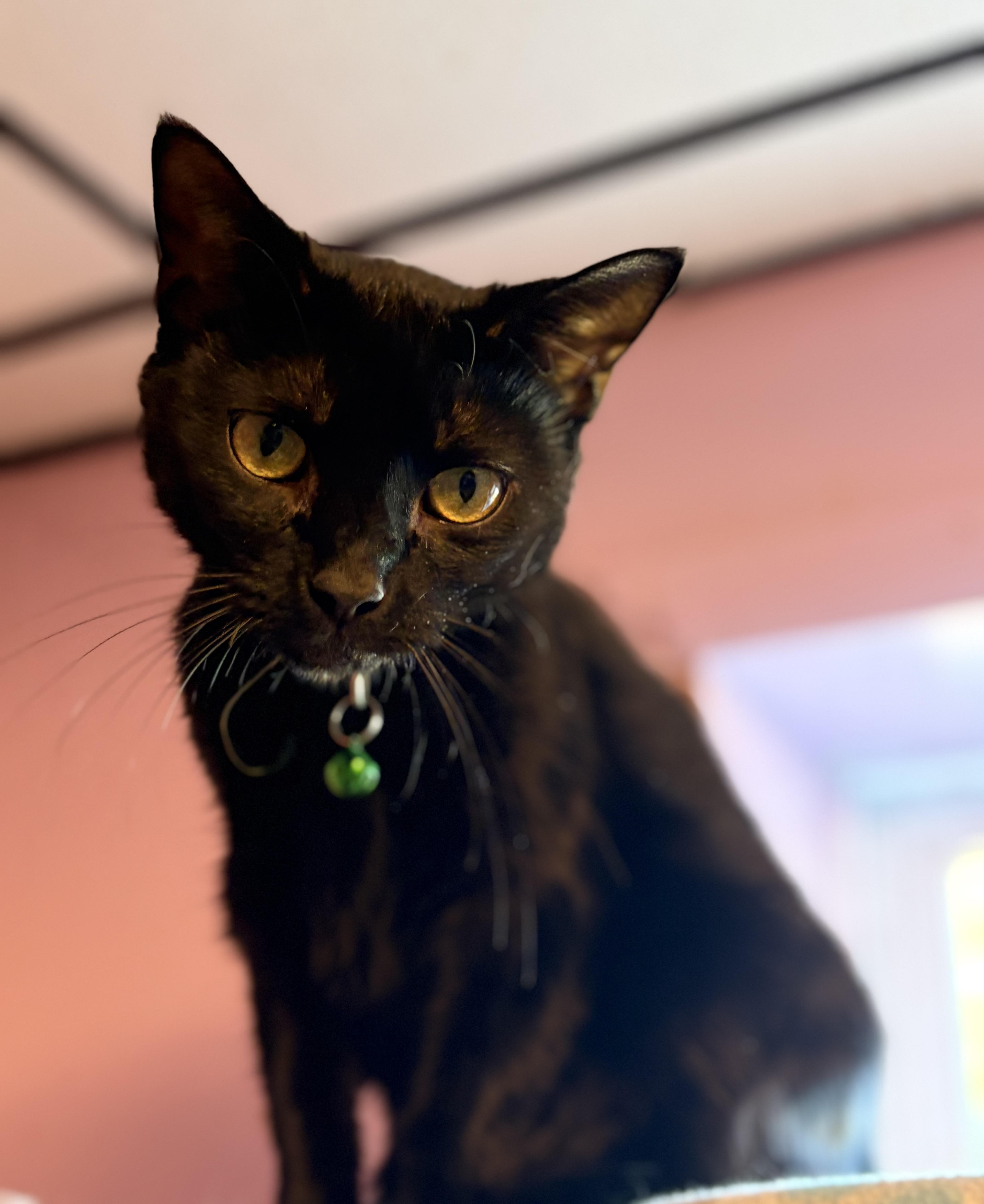 Enlarge Paddy, a Adoptable Domestic Short Hair in Cortland, NY image 3/3