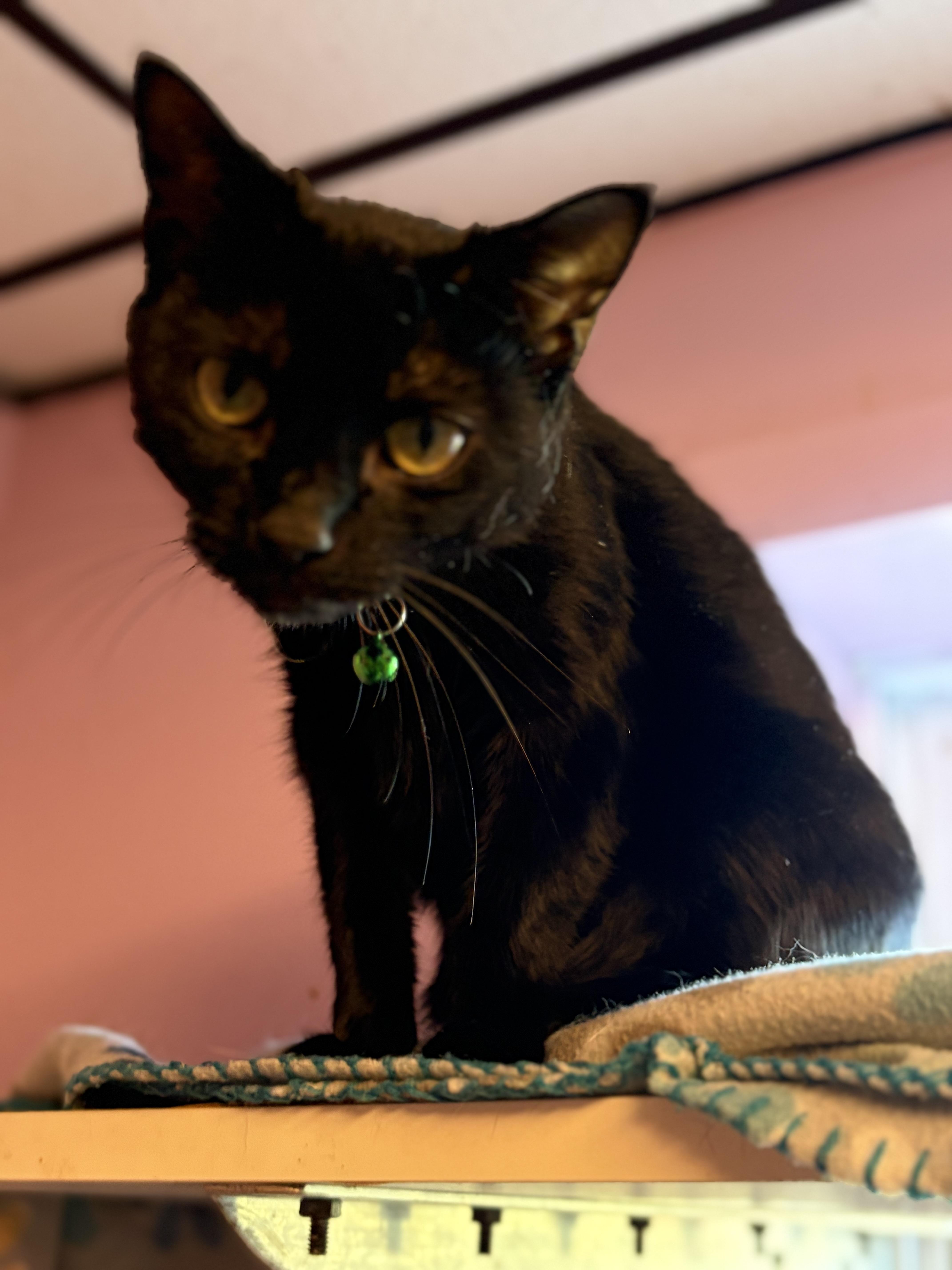Paddy, Adoptable, Young Female Domestic Short Hair.