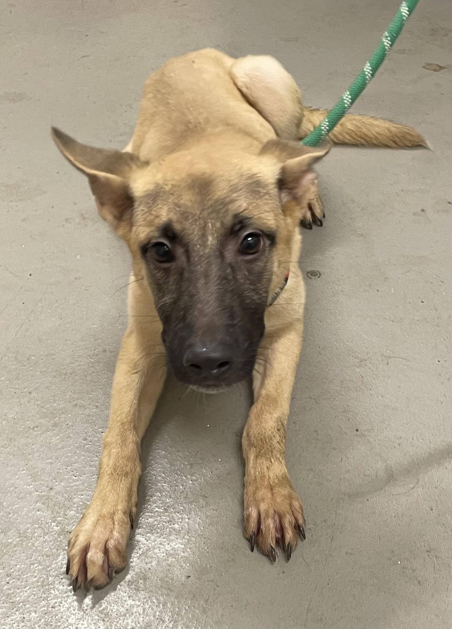 Lorna ADOPTED, an adopted Shepherd in Canton, OH image 4/4