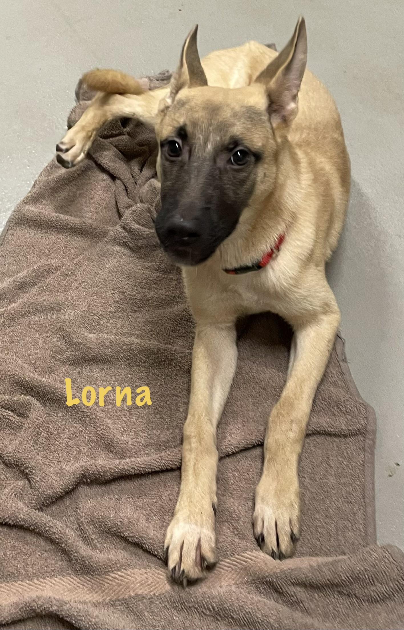 Lorna ADOPTED, an adopted Shepherd in Canton, OH image 1/4