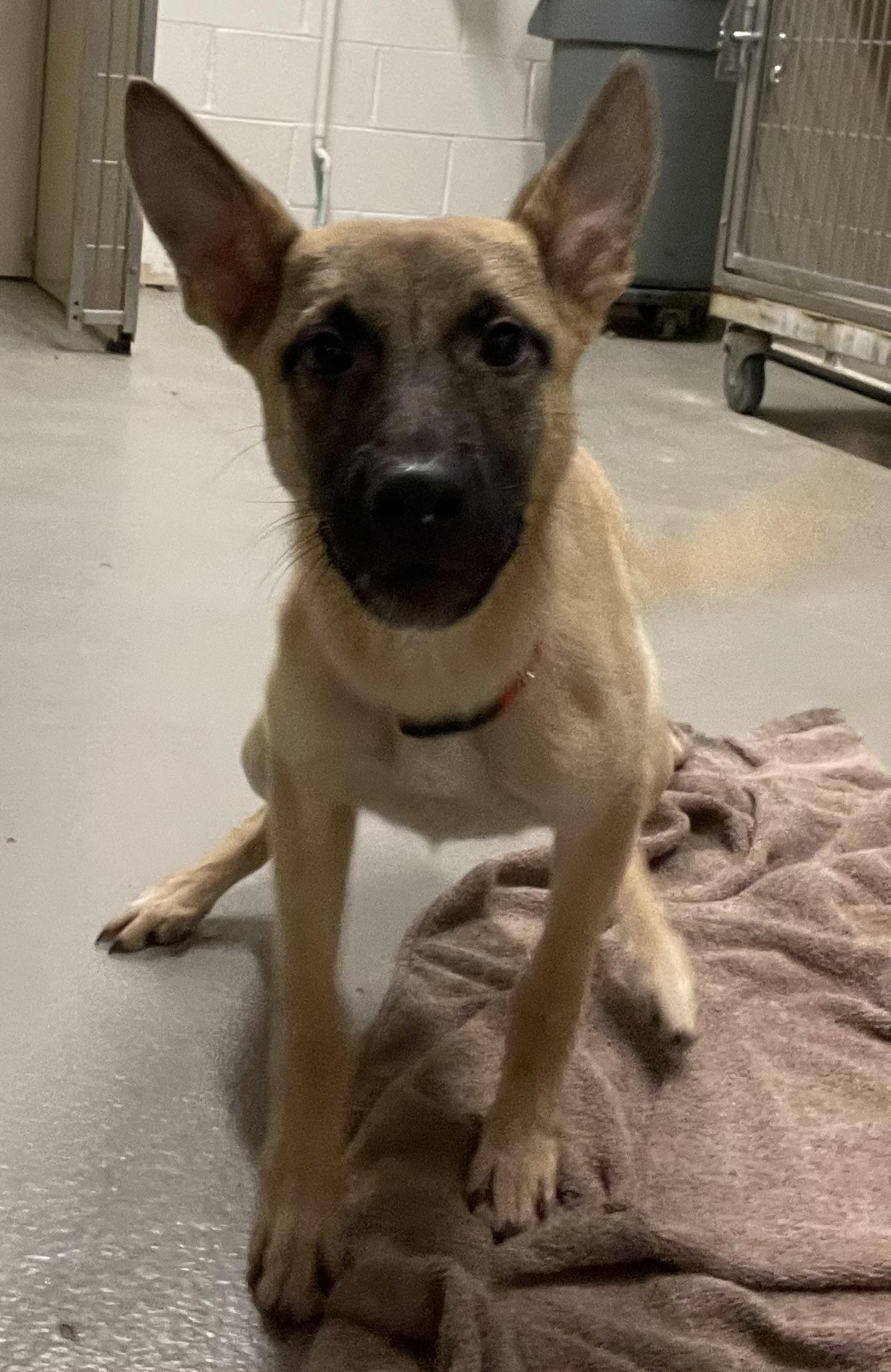 Lorna ADOPTED, an adopted Shepherd in Canton, OH image 3/4