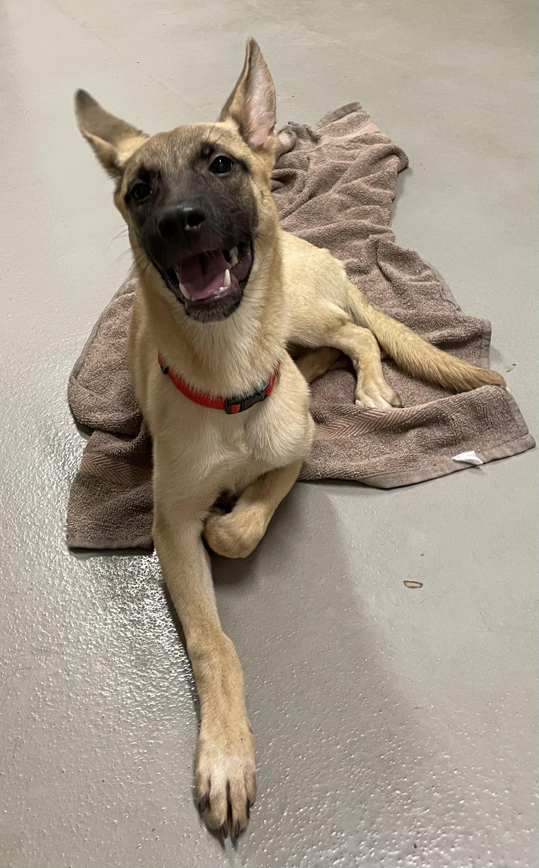 Lorna ADOPTED, an adopted Shepherd in Canton, OH image 2/4