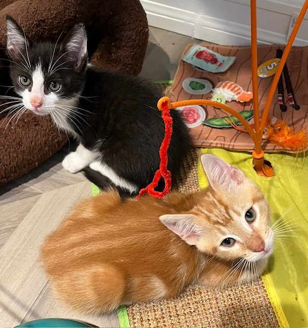 Enlarge Baby Princess (female) (rr), a Adoptable mixed breed in Woodland Hills, CA image 2/4