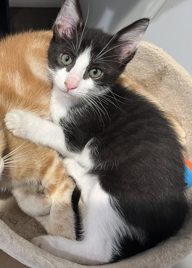 Enlarge Baby Princess (female) (rr), a Adoptable mixed breed in Woodland Hills, CA image 1/4