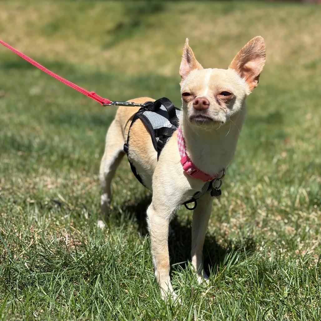 Ragnak, Adoptable, Adult Male Chihuahua.