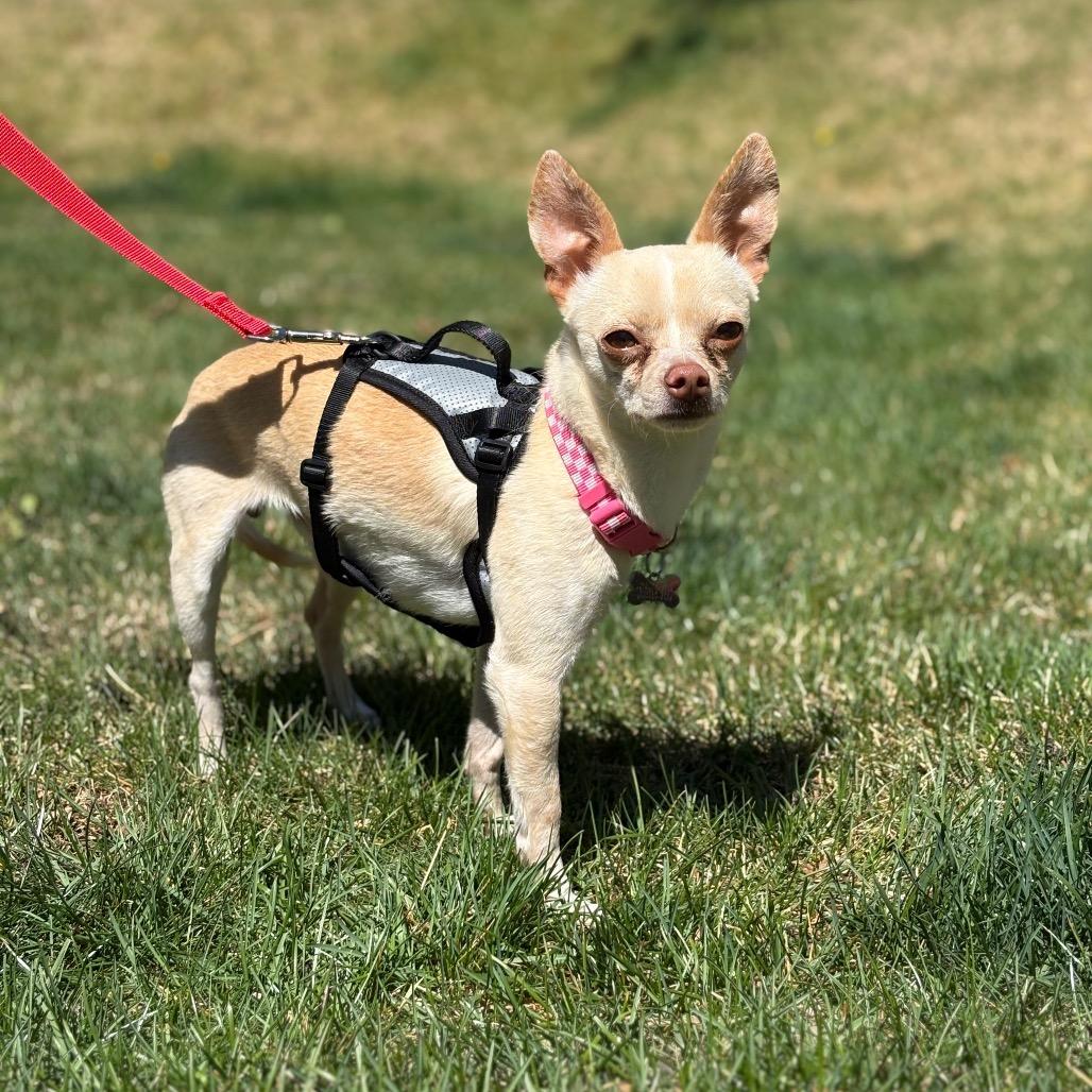 Enlarge Ragnak, a Adoptable mixed breed in Fort Collins, CO image 2/6