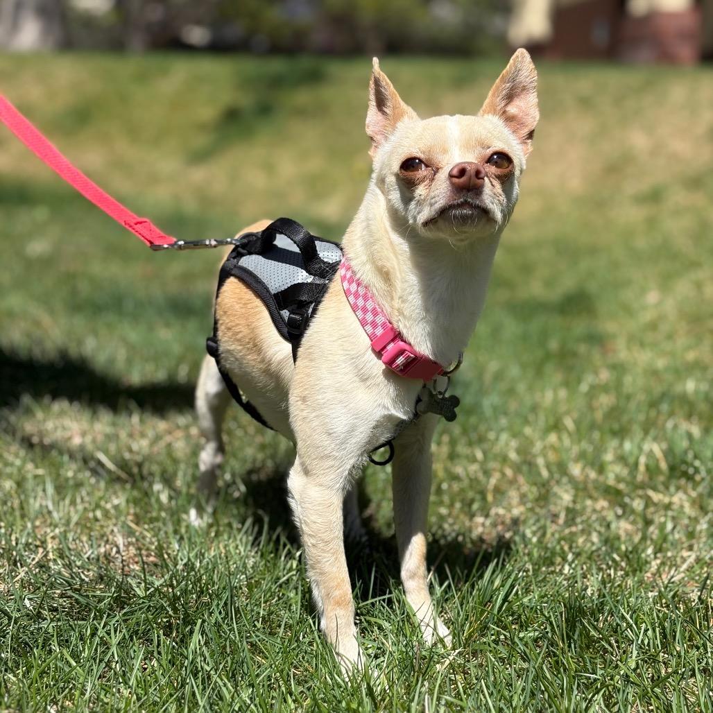 Enlarge Ragnak, a Adoptable mixed breed in Fort Collins, CO image 3/6