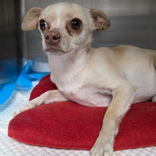 Enlarge Ragnak, a Adoptable mixed breed in Fort Collins, CO image 4/6